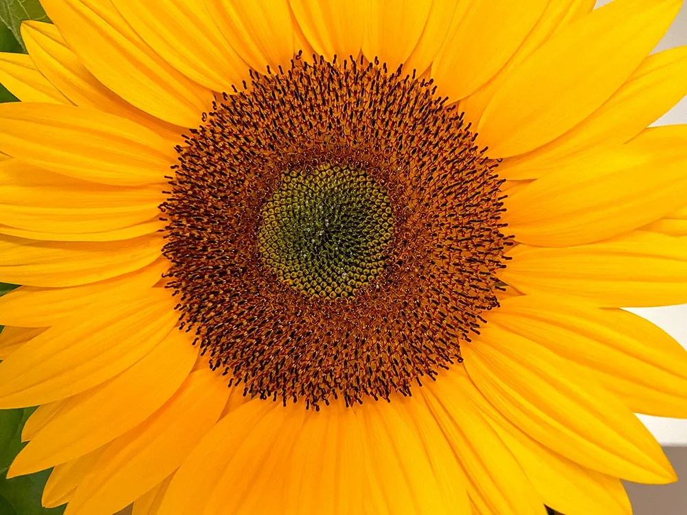 Sonnenblume, Sonnenfeste Rituale im Jahreskreis