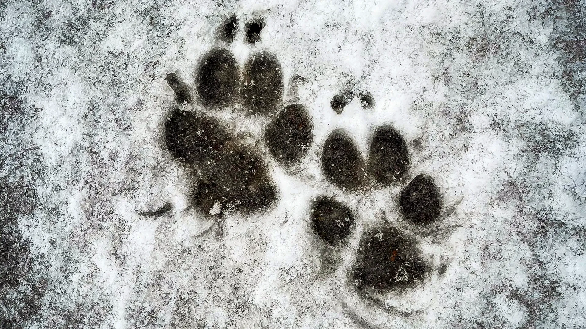 Abschied von einem Tier, Spuren im Schnee